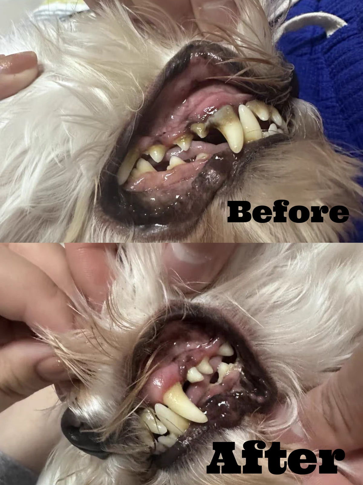 Anesthesia-Free Pet Dental Cleaning Kit: Professional Ultrasonic Tartar Remover & Electric Toothbrush for Dogs & Cats by Dr. MilouĀ®